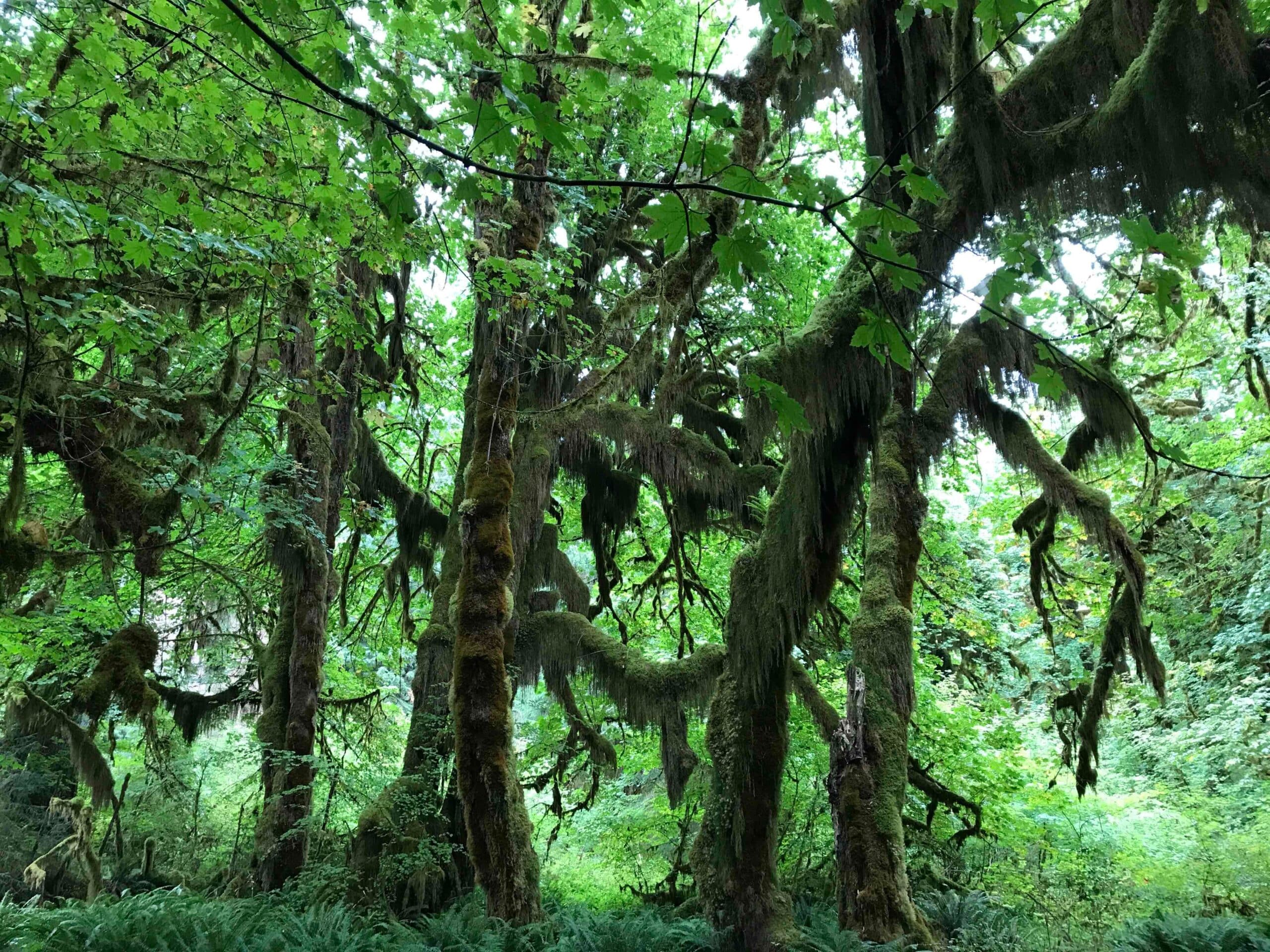 Hall of Mosses στο Ολυμπιακό Εθνικό Πάρκο